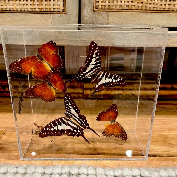 Other - Vintage Lucite Butterfly Display